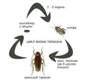 На фото описано про жизненный цикл тараканов